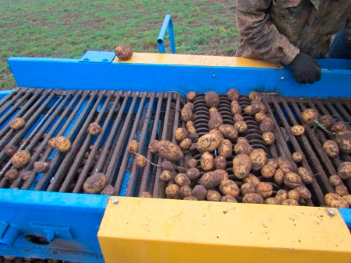 Однорядный картофелеуборочный комбайн Лидчанин-1